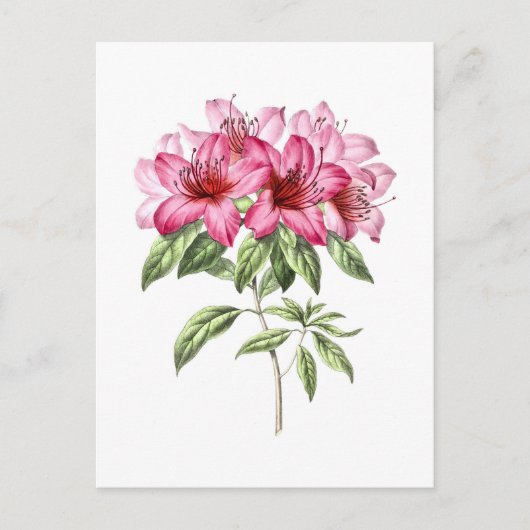 ピンクのツツジのヴィンテージ植物画 ポストカード (正面)