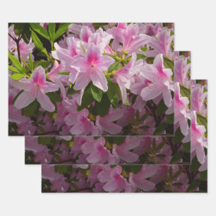 ピンクのツツジの低木 春の花 ラッピングペーパーシート