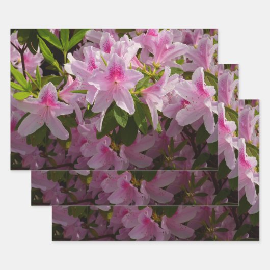 ピンクのツツジの低木 春の花 ラッピングペーパーシート (セット)