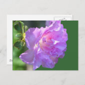 ピンクのツツジの花の写真はがき ポストカード (正面/裏面)