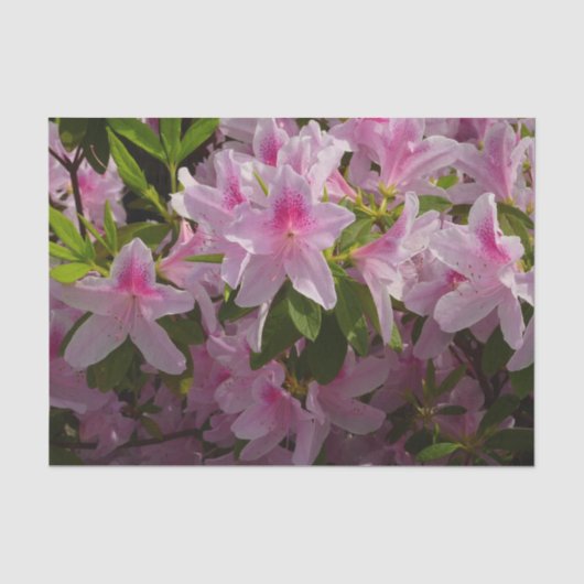 ピンクのツツジの茂み 春の花 薄葉紙 (正面)