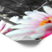 ピンクのデイジー:ピンクの花の色のスプラッシュ写真 ポスター (角)