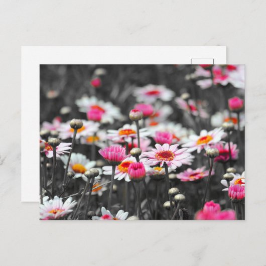 ピンクのデイジー:ピンクの花の色のスプラッシュ写真 ポストカード (正面/裏面)