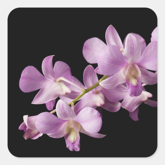 ピンクのデンドロビウムオーキッドフラワーオンブラック – 蘭 スクエアシール (正面)