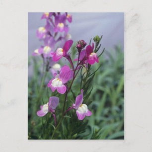 ピンクのトアドフラックス(Linaria Maroccana)花 ポストカード