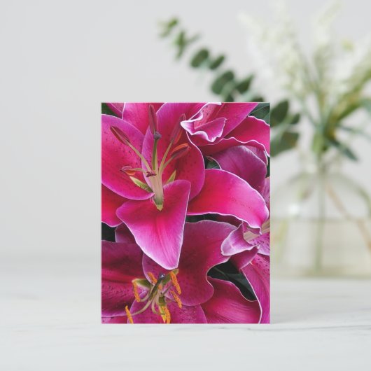 ピンクのトウヨウユリの花 ポストカード (スタンド正面)