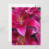 ピンクのトウヨウユリの花 ポストカード (正面/裏面)