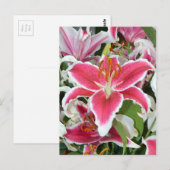 ピンクのトウヨウユリの花 ポストカード (正面/裏面)