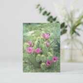 ピンクのトリル砂漠ソノランのアリゾナ写真はがき ポストカード (スタンド正面)