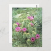 ピンクのトリル砂漠ソノランのアリゾナ写真はがき ポストカード (正面/裏面)