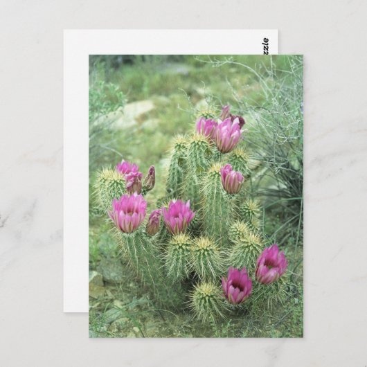 ピンクのトリル砂漠ソノランのアリゾナ写真はがき ポストカード (正面/裏面)