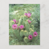 ピンクのトリル砂漠ソノランのアリゾナ写真はがき ポストカード (正面)