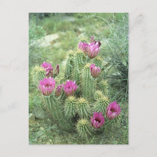 ピンクのトリル砂漠ソノランのアリゾナ写真はがき ポストカード (正面)