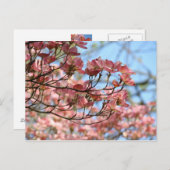 ピンクのドッグウッドの木の花ポストカード開花ツリー ポストカード (正面/裏面)