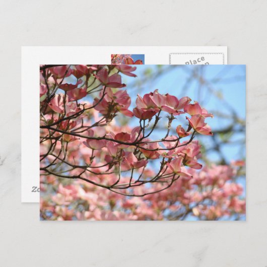 ピンクのドッグウッドの木の花ポストカード開花ツリー ポストカード (正面/裏面)