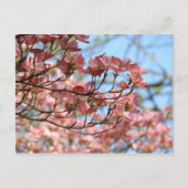ピンクのドッグウッドの木の花ポストカード開花ツリー ポストカード (正面)
