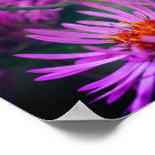 ピンクのニューイングランドのアスターの花 ポスター (角)