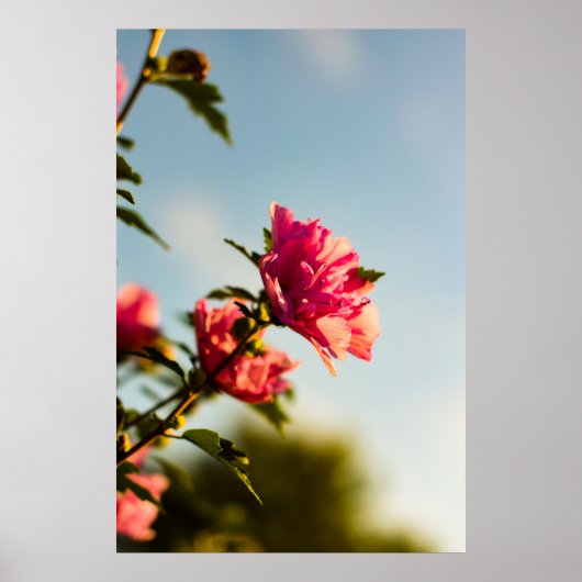 ピンクのハイビスカスの花の選択焦点写真 ポスター (正面)