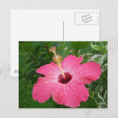 ピンクのハイビスカスの郵便はがき ポストカード (正面/裏面)