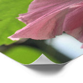 ピンクのハイビスカスフラワークローズアップ ポスター (角)