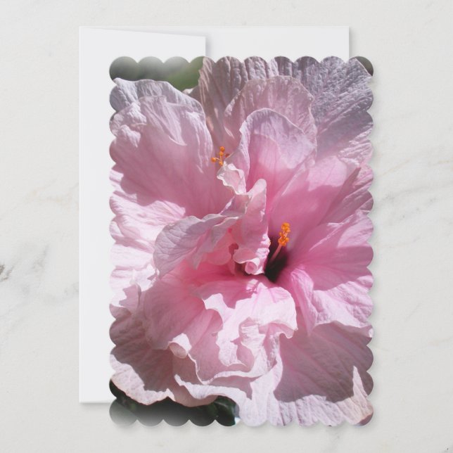 ピンクのハイビスカスフラワー (正面)