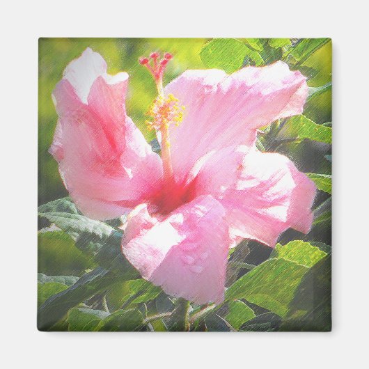 ピンクのハイビスカスフラワー マグネット (正面)