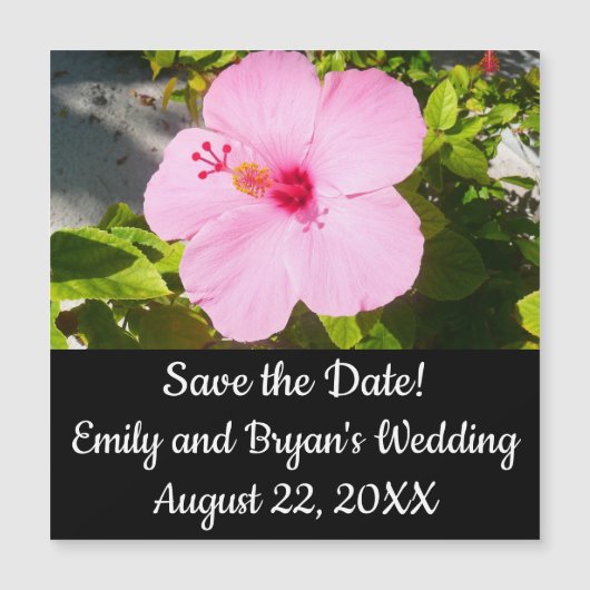 ピンクのハイビスカス熱帯花 (正面)