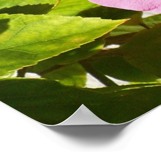 ピンクのハイビスカス熱帯花 ポスター (角)