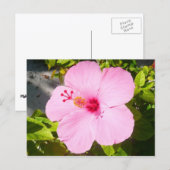 ピンクのハイビスカス熱帯花 ポストカード (正面/裏面)