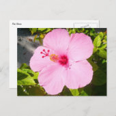 ピンクのハイビスカス熱帯花 ポストカード (正面/裏面)
