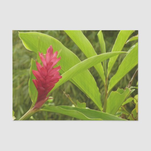 ピンクのハイビスカス熱帯花 薄葉紙 (正面)