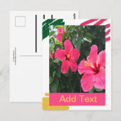 ピンクのハイビスカス ポストカード (正面/裏面)