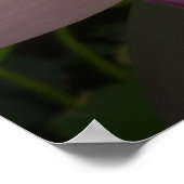 ピンクのハスの花 夏の花 ポスター (角)