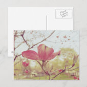 ピンクのハナミズキの花 ポストカード (正面/裏面)