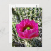 ピンクのハリネズミの花コレクション ポストカード (正面/裏面)
