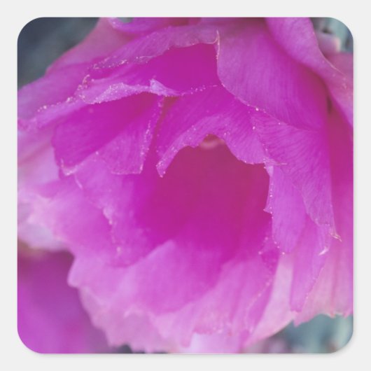 ピンクのハリネズミサボテンの花 (Echinocereus スクエアシール (正面)