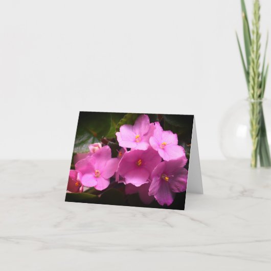 ピンクのバイオレットアフリカーナ セインパウリアの花 カード (正面)