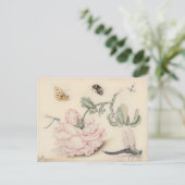 ピンクのバラと昆虫 – 17th C.ファインアート ポストカード (スタンド正面)