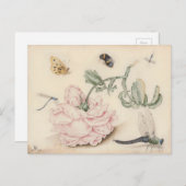 ピンクのバラと昆虫 – 17th C.ファインアート ポストカード (正面/裏面)