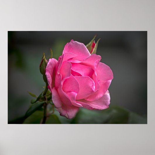 ピンクのバラと蕾の写真ポスター ポスター (正面)