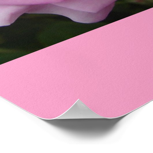 ピンクのバラのアートフローラの花のポ感動的スター ポスター (角)