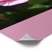 ピンクのバラのキャベツフラワーガーデンポスター ポスター (角)