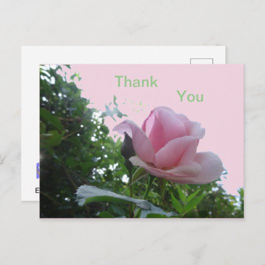 ピンクのバラのクローズアップ感謝のポストカード ポストカード (正面/裏面)