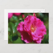 ピンクのバラのチョークのスケッチの花柄の郵便はがき ポストカード (正面/裏面)