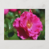 ピンクのバラのチョークのスケッチの花柄の郵便はがき ポストカード (正面)