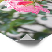 ピンクのバラのフルカラー写真 ポスター (角)