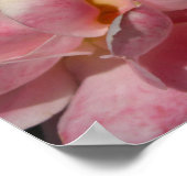 ピンクのバラのポスターに桃の赤面 ポスター (角)