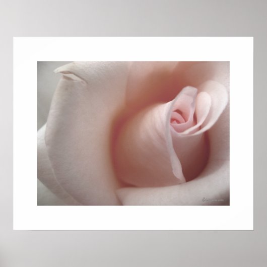 ピンクのバラのポスター ポスター (正面)