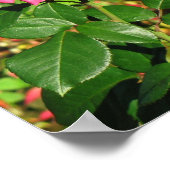 ピンクのバラのポスター ポスター (角)