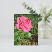 ピンクのバラのポストカード, オーダーメイド ポストカード (スタンド正面)